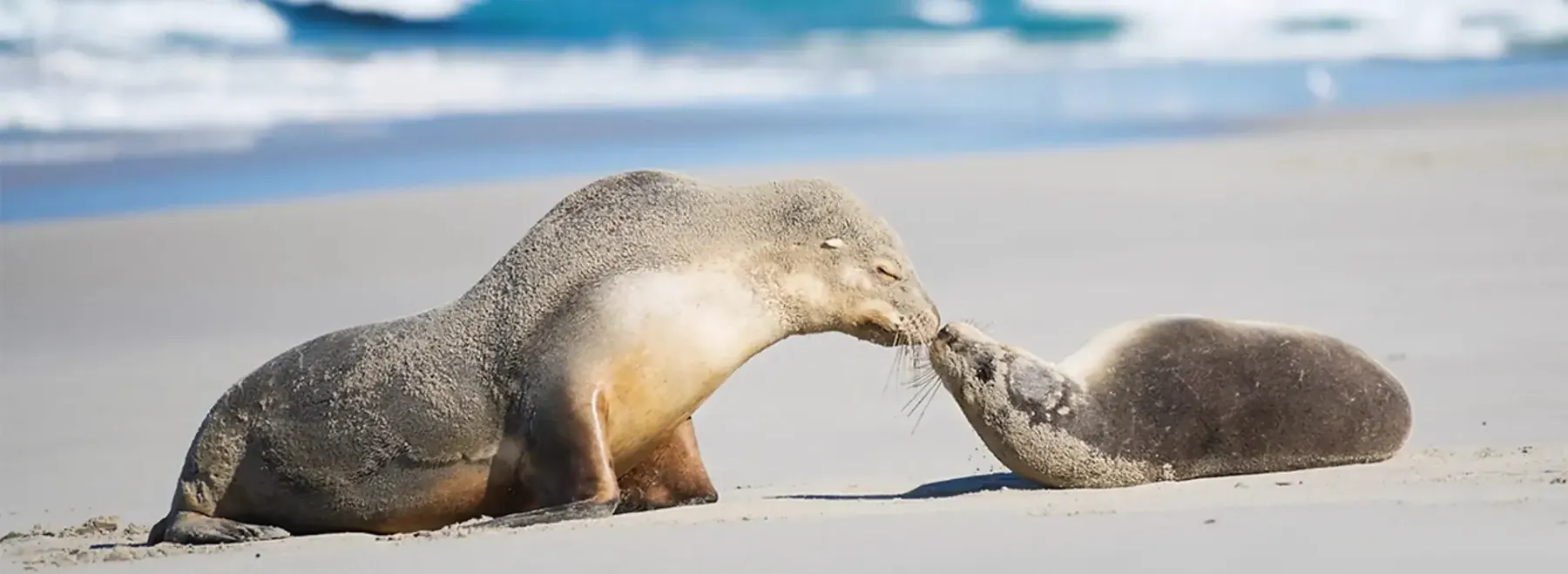 Australian sea lions resting on the sand at Seal Bay